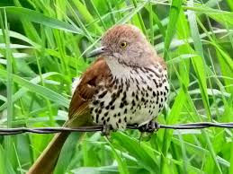 Medium, crestless jay with gray upperparts and underparts, blue head, and pale eyebrows. Ù…Ø§ÙŠÙƒÙ„ Ø£Ù†Ø¬Ù„Ùˆ Ù‚ÙŠØ¯ Ø§Ù„Ø´Ø§Ø·Ø¦ Brown Thrasher State Bird Of Georgia Rangarljos Net