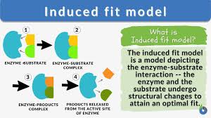 Induced fit model - Definition and Examples - Biology Online Dictionary