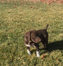 This litter is out of two amazing stylish south texas quail and dove dogs. Litter Of 4 German Shorthaired Pointer Vizsla Mix Puppies For Sale In American Fork Ut Adn 52681 On Vizsla Puppies For Sale Vizsla German Shorthaired Pointer