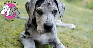 Great dane puppies for sale puppy adoption keystone puppies. Great Dane Puppies For Adoption The Y Guide