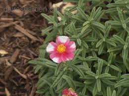 We did not find results for: Plantfiles Pictures Helianthemum Common Rock Rose Sun Rose Raspberry Ripple Helianthemum Nummularium By Jamie68