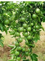 Browse 42,892 fruit tree landscaping on houzz you have searched for fruit tree landscaping ideas and this page displays the best picture matches we have for fruit tree landscaping ideas in july 2021. Passion Fruit Plant At Rs 125 Piece Fruit Plants Id 19334198012