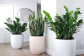 Agave adalah tanaman hias yang cocok ditaruh di luar rumah. 5 Tanaman Hias Ini Bisa Atasi Racun Dalam Rumah Kesehatan