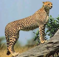 Pin By Graham Carpenter On Cheetah Cheetah Pictures Africa Wildlife Big Cat Family