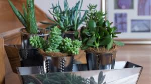 We did not find results for: How To Grow And Care For Jade Plants Miracle Gro