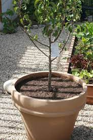 Plant the seed three inches deep outdoors in the fall. Container Peach Tree Care How To Grow Peach Trees In Containers