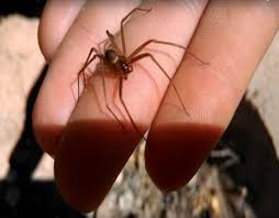 ¿sabías que la araña violinista o reclusa parda es una de las más peligrosas del mundo? La Arana Violinista La Invasora Mas Letal