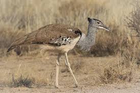 Image result for Euploca katangensis