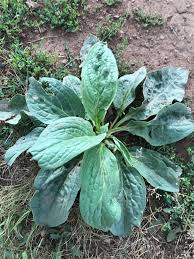 Image result for Cynoglossum coeruleum