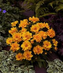 Since they are long in height and grow in clumps, small birds like to hide in them and eat the seeds. Coreopsis Grandiflora Presto
