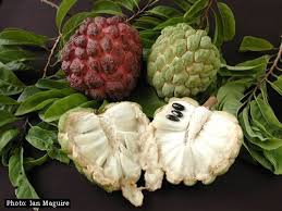 Pin On Tropical Fruits And Flowers