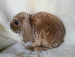 Lilac Tort Satin Mini Plush Lop Mini Lop Rabbit Mini Lop Paw