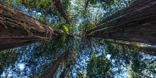In silent spring rachel carson makes up a fictional story about what life in the united states will be like if we don't save the environment, whereas in save the redwoods john muir. The Story Behind The Newly Named Founders Grove Golden Gate National Parks Conservancy
