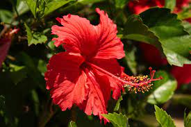 Flowers Meaning Family Flower Meaning