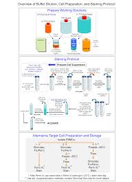 Check spelling or type a new query. Transcription Factor Phospho Buffer Set