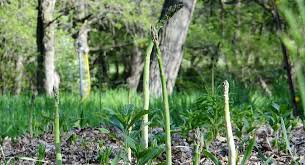 Image result for Asparagus exuvialis