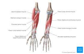 It arises from the grooved volar surface of the body of the radius, extending from immediately below. Elbow And Forearm Forearm Muscles And Bones Anatomy Kenhub
