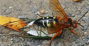You'll pour it down the holes in the evening hours when they're back at the nest. How To Get Rid Of Cicada Killer Wasps Safe Effective Methods