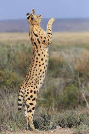 Learn how awf protects the serval cat from becoming endangered. Serval San Diego Zoo Animals Plants