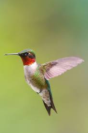 In general, smaller species beat their wings faster than larger ones, and the rates vary from about 25. Hummingbird Facts How Big Are Hummingbirds