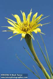 Tragopogon Dubius Yellow Salsify Wildflowers Of The Pacific Northwest Wild Flowers Pacific Northwest Plants