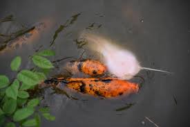 We offer pond and lake design, stocking and renovations that best fit your needs. Japanese Koi Smithsonian S National Zoo