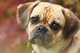 A Complete Guide To The Puggle A Pug Beagle Mix Breed