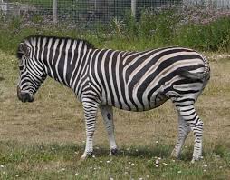 Check spelling or type a new query. Haiwan Zebra Foto Spesies Di Mana Mereka Tinggal Di Hidupan Liar Fakta Menarik Yang Memakan Berapa Banyak Yang Anda Tinggalkan