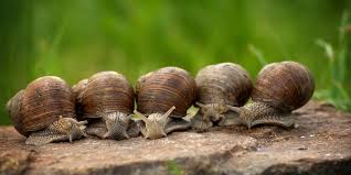 Depuis Combien De Temps Mange T On Des Escargots