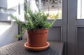 Image result for rosemary container
