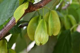 Image result for Halesia