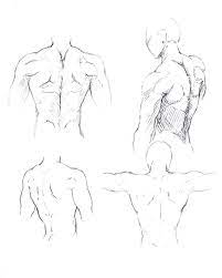 Within this group of back muscles you will find the latissimus dorsi, the these muscles collectively work to help movements of the vertebral column and to also control posture. Male Back Torso Drawing Reference And Sketches For Artists