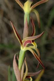 Image result for Aeollanthus suaveolens