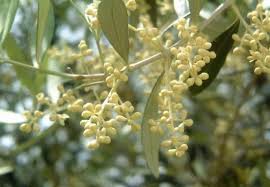 Check spelling or type a new query. Olive Tree Flowers Fruit And Pollination The Norfolk Olive Tree Company