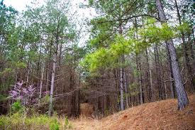 Dogs are also able to use this trail but must be kept on leash. Talladega National Forest Talladega Division
