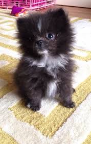 Big Black And White Fluffy Dog Pin Em Pomeranian Dogs