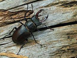 Look alikes that have wings. 15 Common Bugs In Your Backyard That Will Freak You Out Pennlive Com
