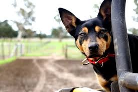 We did not find results for: Kelpies In Casterton The Dogs That Saved A Town Twice Farm Table