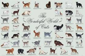 Select a breed join us at companion cat world and get a membership card, savings, and fun events! Friday Films Identifying Cat Breeds Adopt A Lapcat