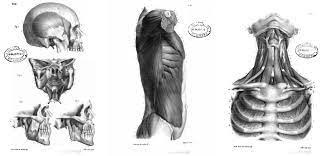 El hombre y el animal. 7 Libros Anatomia Humana Y Animal Para Artistas Pdf
