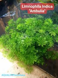 Image result for Limnophila indica