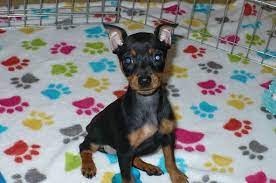 Miniature Pinscher Puppy For Sale In Tucson Az Adn 49953 On Puppyfinder Com Gender Female Age Miniature Pinscher Puppy Puppies For Sale Miniature Pinscher