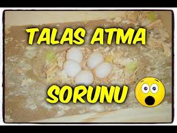 Disi Erkek Muhabbet Kusunuz Yuvadaki Talasi Kafese Mi Atiyor Youtube