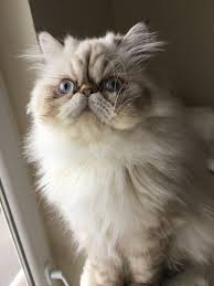 Pin On Adam Eve Hira Alice Alvin Exotic Shorthair Persian Cat