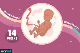 Check spelling or type a new query. 14 Weeks Pregnant Baby Development Symptoms And More