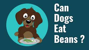 Pets, to be safe, should not be. Can Dogs Eat Beans 2021 Pet Diet Guide