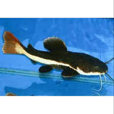 Dari segi perawatan harian hingga makanan yang diberikan. Ikan Hias Predator Rtc Red Tail Cat Fish Shopee Indonesia