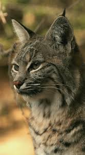 Under armour women's montana state bobcats gameday crew uw7371msu20. List Of Mammals Of Wyoming Wikipedia
