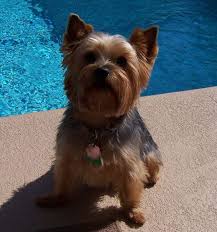 A big difference in flavour between this and what you can make on today's best manual coffee machines for the home, but the deséa is a lot less effort. The Tiny Yorkshire Terrier Is Perfect For Some Pet Owners Yorkshire Terrier Puppies Yorkie Dogs Yorkshire Terrier