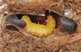 Windows and frames only include the information concerning their functions in the expressapp framework applications. Window Wasps Grass Carrying Wasps I Isodontia I Spp Bug Of The Week